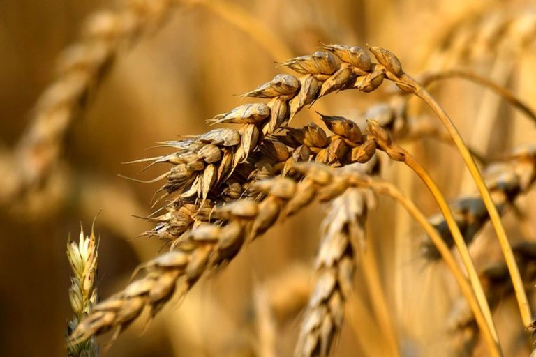 طلب ۵۰ هزار میلیارد تومانی گندم‌کاران از دولت / رئیس بنیاد ملی گندم کاران: پرداخت‌های دولت منظم نیست