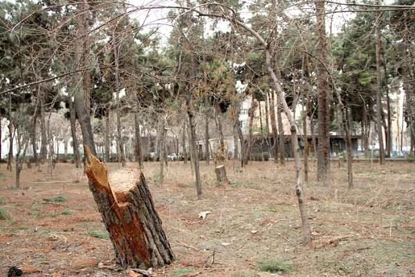 «چکش» شهرداری بر تن درختان بی رمق چیتگر / قطع حقابه پارک جنگلی چیتگر به‌دلیل کم‌آبی