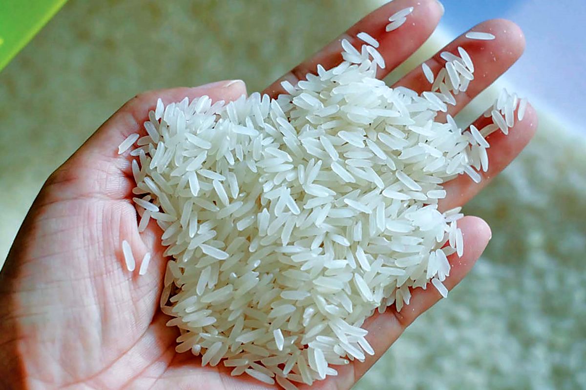 بوی گرانی برنج در بازار پیچید! / هر ساله زمین‌ها کوچک‌تر و تولیدات کمتر می‌شوند