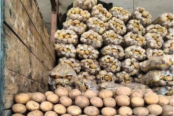 مدیریت بازار سیب‌زمینی؛ بحران جدید برای دولت پزشکیان! / عراق، افغانستان و روسیه سیب‌زمینی‌های صادراتی ایران را نمی خواهند!