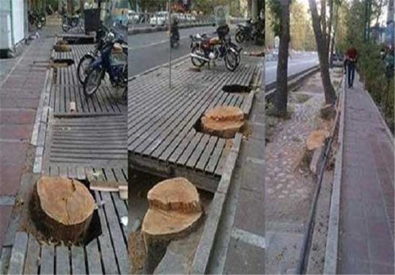 شهرداری تهران بلای جان درختان!