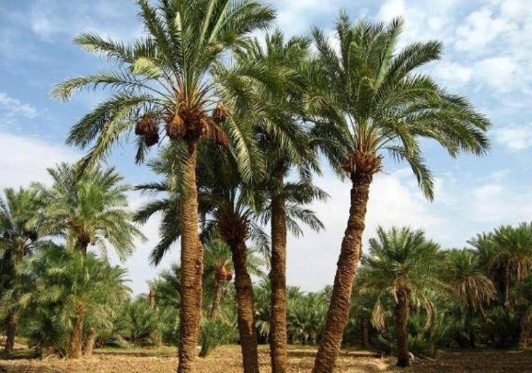 نخل‌ها زیر سایه ناو‌های آمریکایی / روایت مردم جنوب از زمستان تلخ ۱۴۰۵: دوام نمی‌آوریم