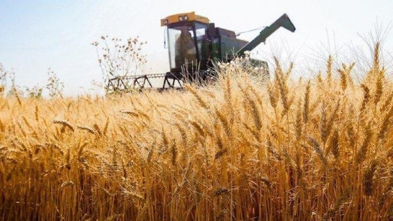 گندمکاران زیر بار بدهی‌ها و وعده‌ها / آقای وزیر! ۲ ماه گذشت اما پول کشاورزان تسویه نشد