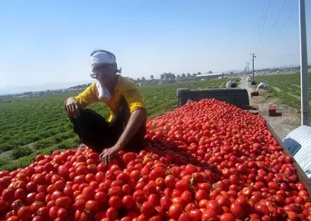 تدابیری ویژه برای کاهش قیمت گوجه