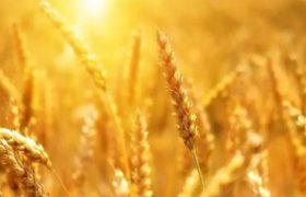 وزیر جهاد کشاورزی قیمت جدید گندم را اعلام کرد