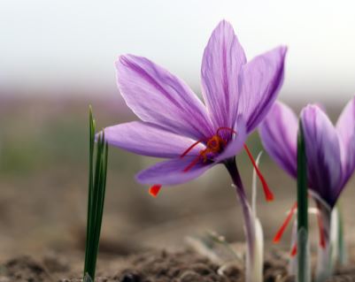 خطر ورود زعفران های تاریخ گذشته به بازار / دلالان و سوداگران بازار زعفران را دست گرفتند