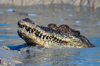 دردسر جدید سیل زدگان؛ مراقب تمساح‌ها باشید!