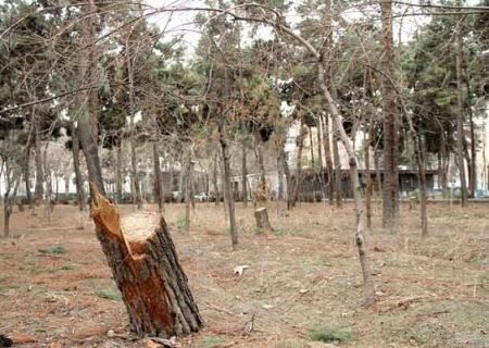 «چکش» شهرداری بر تن درختان بی رمق چیتگر / قطع حقابه پارک جنگلی چیتگر به‌دلیل کم‌آبی