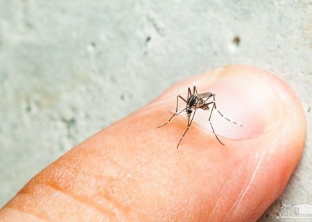 تب دنگی به تهران رسید / پشه آئدس علاقه زیادی به خونخواری از انسان دارد!