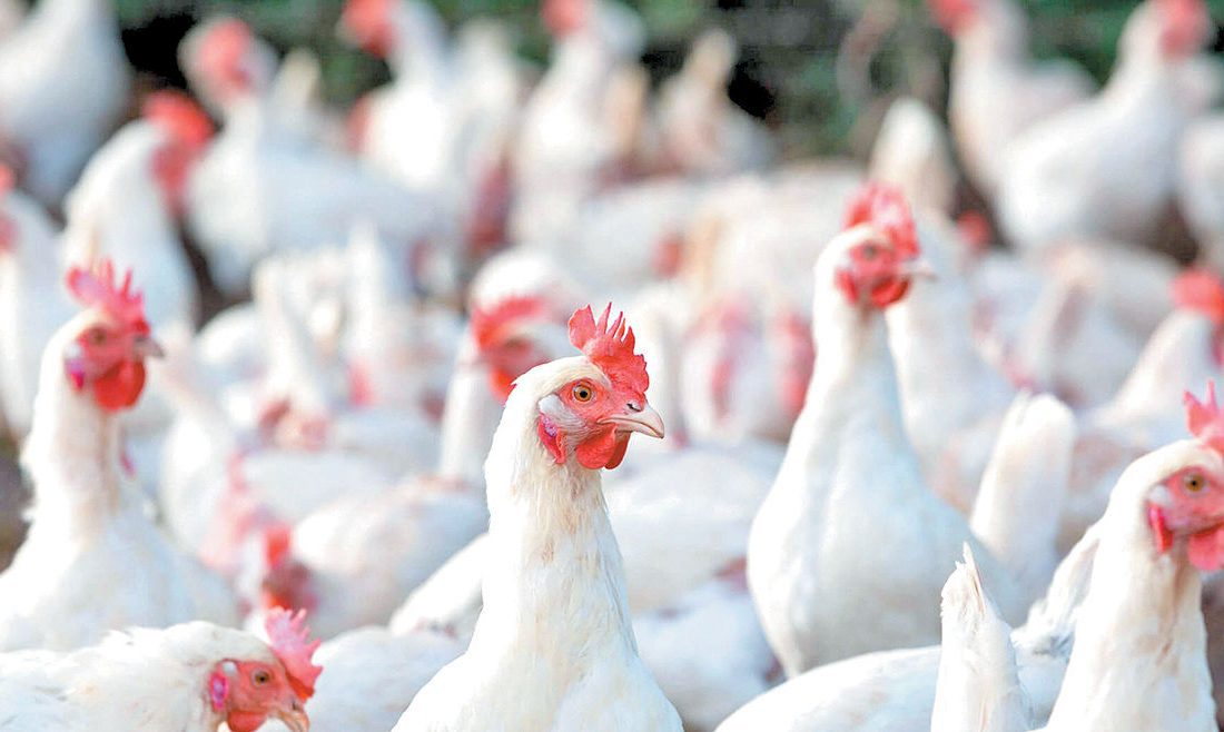 زنگ خطر تولید مرغ به صدا درآمد / بدعهدی در تأمین نهاده‌های دامی پس از حذف ارز ترجیحی