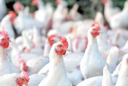زنگ خطر تولید مرغ به صدا درآمد / بدعهدی در تأمین نهاده‌های دامی پس از حذف ارز ترجیحی