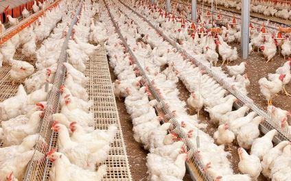 قیمت مصوب تخم مرغ، زیان سنگینی روی دست مرغداران گذاشت