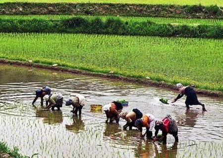 پشت پرده گرانی برنج / سود در جیب دلالان، رنج بر دوش کشاورزان