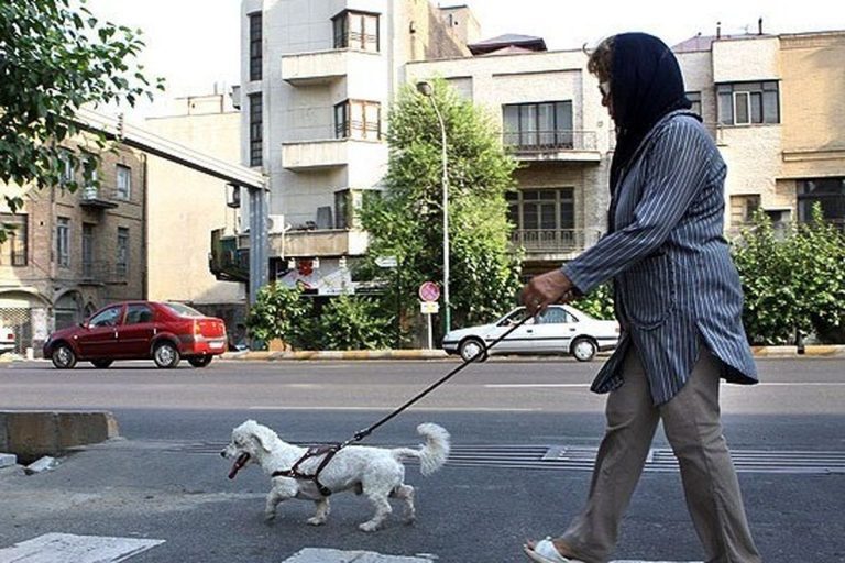 مافیای غذا و داروی سگ هم داریم! / ردپای دامپزشکان طمع کار در طرح عقیم سازی سگ‌های ولگرد