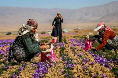 اقدام عجیب قاچاقچیان برای قاچاق زعفران ایران به افغانستان!