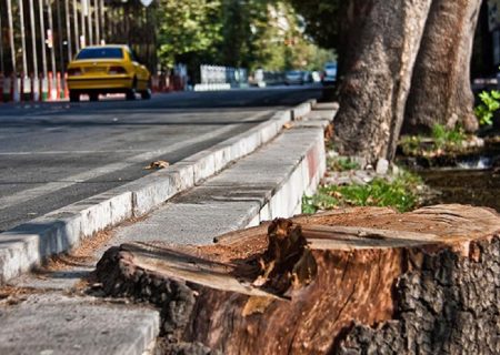 درآمد میلیاردی شهرداری زاکانی از درخت‌کُشی