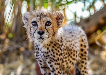 انقراض یوزپلنگ ایرانی بخاطر عدم تامین بودجه!