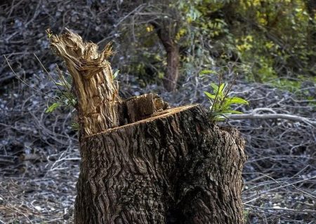 سونامی درخت‌کُشی در پایتخت