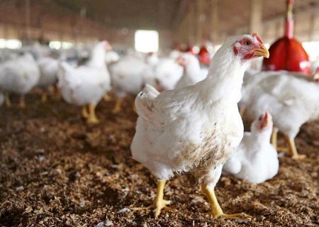 مرغ هم سیاسی شد! / واردات مرغ‌های مادری که خروس از آب درآمدند!