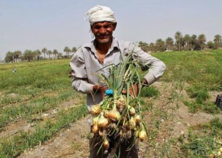 ضرر وزارتخانه بی‌برنامه به کشاورزان