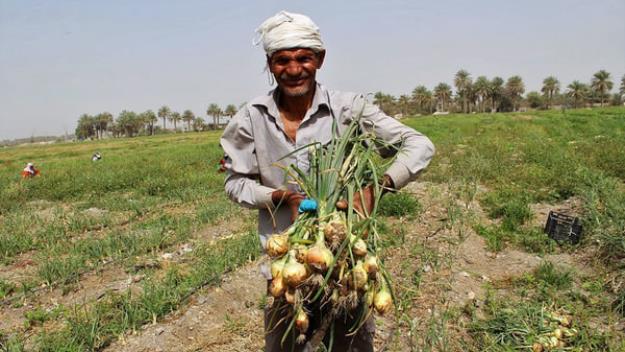 ضرر وزارتخانه بی‌برنامه به کشاورزان