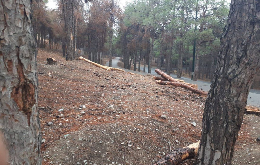 مرگ ۲۰ هزار درخت در پایتخت / جزئیات تکان‌دهنده از بحران در سرخه‌حصار، چیتگر و لویزان