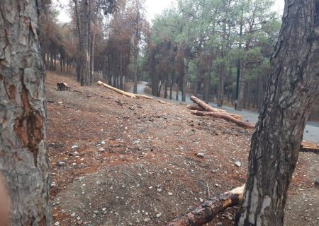 مرگ ۲۰ هزار درخت در پایتخت / جزئیات تکان‌دهنده از بحران در سرخه‌حصار، چیتگر و لویزان