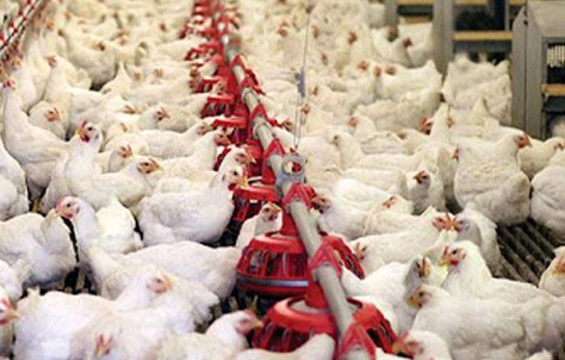 صنعت مرغداری رسماً «اعلام مرگ» کرد / مرغداران مقابل مجلس نماز میت خواندند!