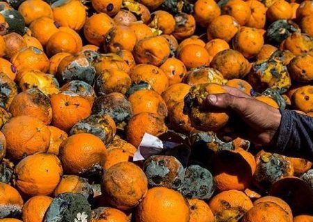 افشای آمار تکان‌دهنده از نابودی محصولات کشاورزی در ایران