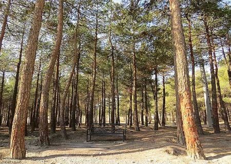 درختان پارک جنگلی چیتگر قربانی آفت شدند یا سالها بی توجهی مسئولان؟