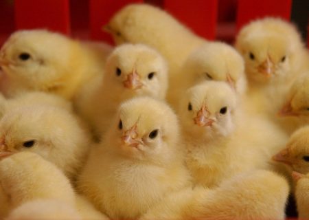 امنیت غذایی مردم قربانی منافع مافیا