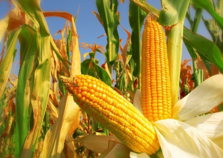 فریب کشاورزان با یک مصوبه؟ / زنگ خطر امنیت غذایی به صدا در آمد