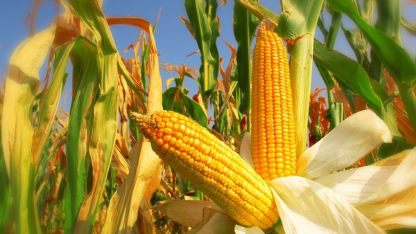 فریب کشاورزان با یک مصوبه؟ / زنگ خطر امنیت غذایی به صدا در آمد