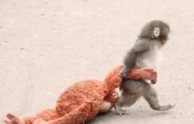 قصه «پانچ»؛ بچه‌میمونی که به سرعت معروف شد!