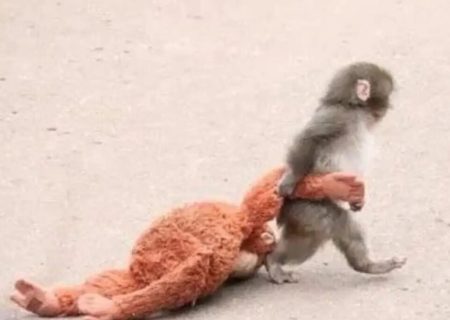قصه «پانچ»؛ بچه‌میمونی که به سرعت معروف شد!